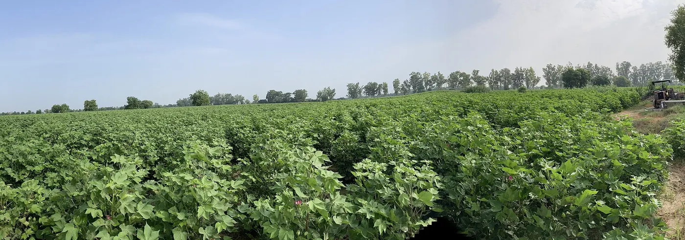 Black Soil Cotton Land