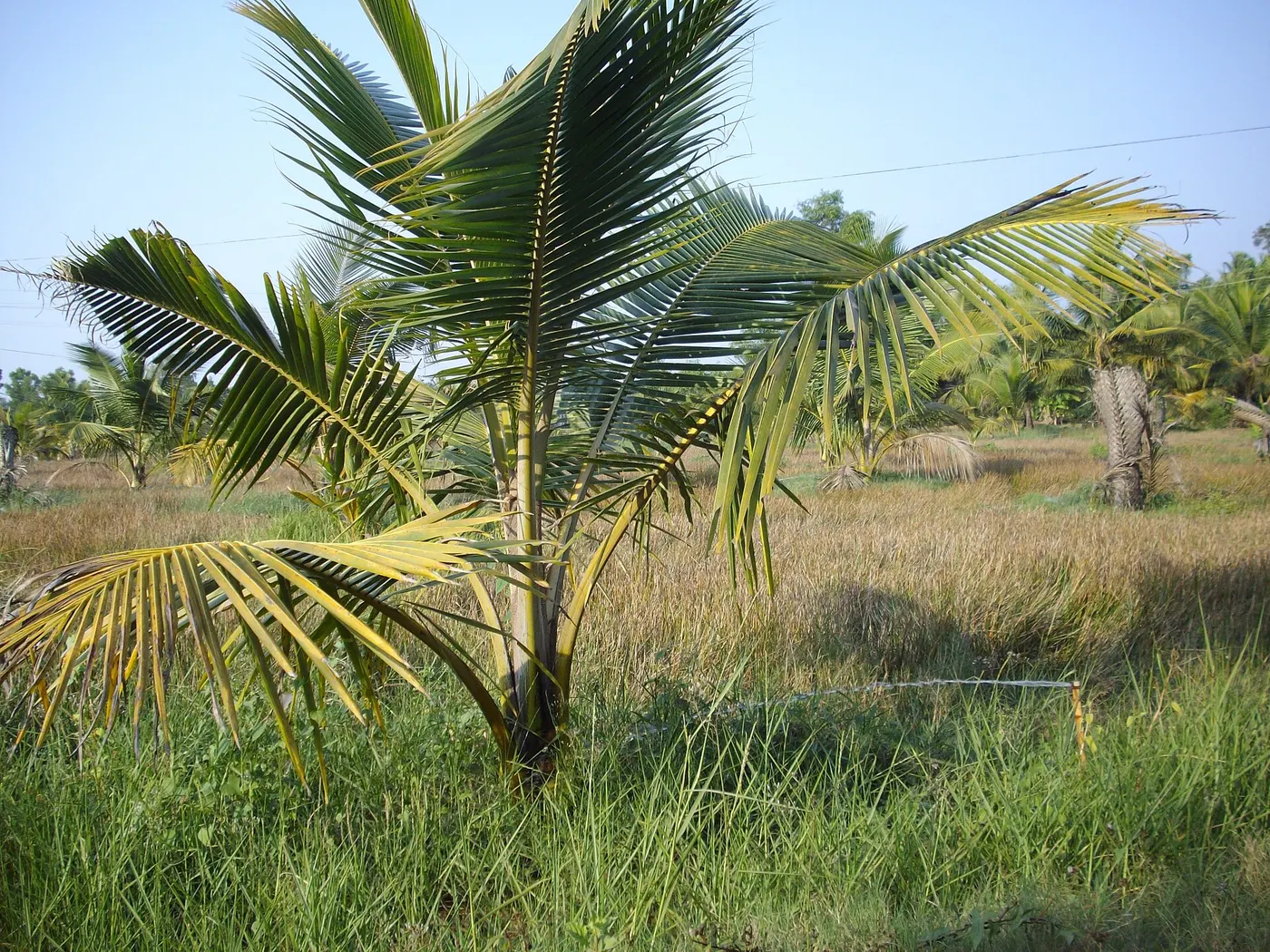 Coconut & Fruit Plantation