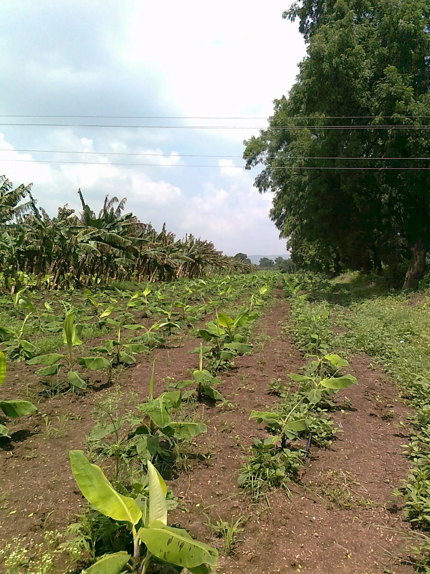 Young Banana Plantation
