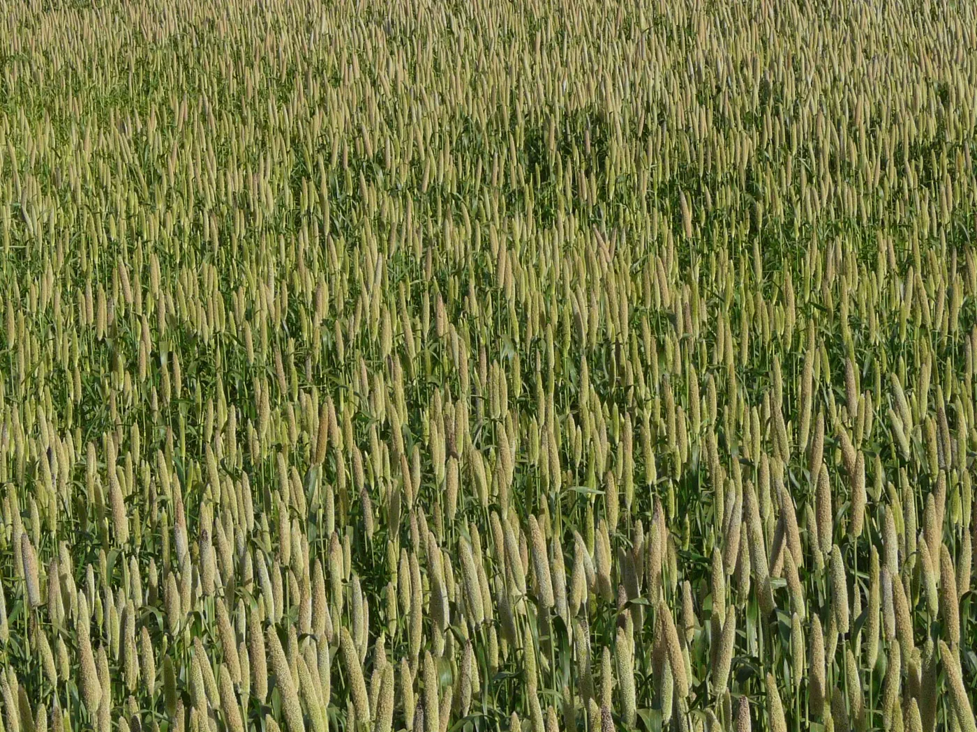 Rain-Fed Millet Farmland