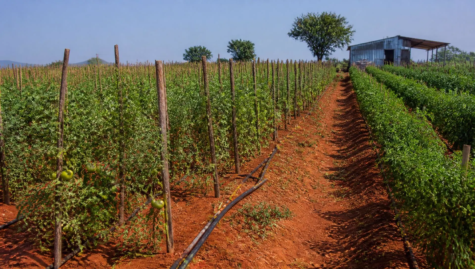 Red Soil Vegetable Farm