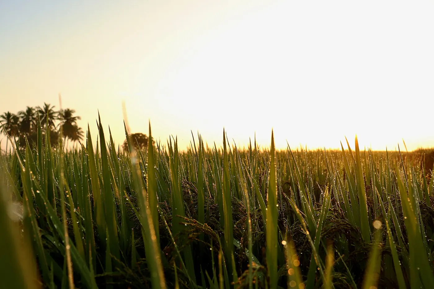 Paddy Field