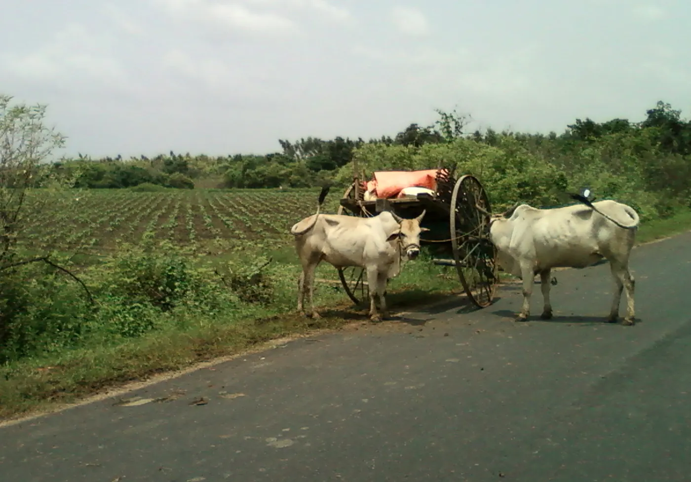 Village Road Frontage Plot