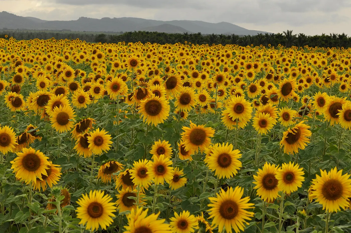 Sunflower & Groundnut Land