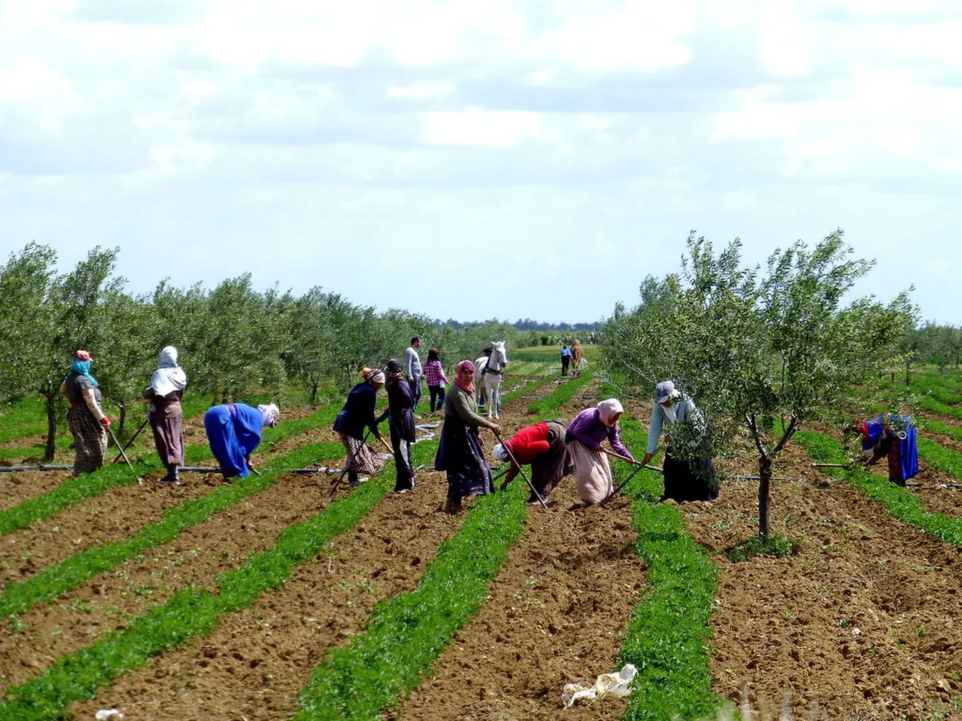 Red Soil Land for Horticulture